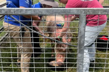 Distracting her with favorite foods, sanctuary staff bathe Maggie before applying lotion to treat skin cancer farmed pigs like her often develop