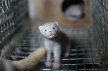 Mink stands in a wire cage 