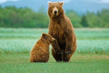 A mother bear stands with her cub