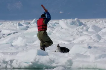 A person clubbing a seal to death in the snow