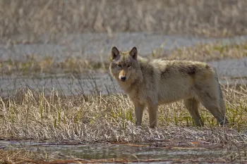 A wolf stands in an open field