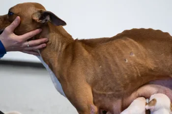 Emaciated mother dog