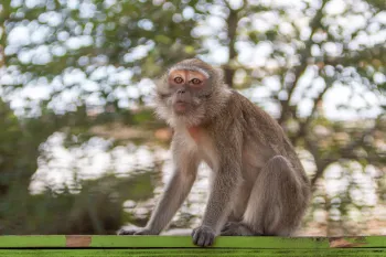 A monkey sits outside