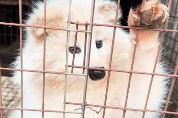 A raccoon dog paws at their cage