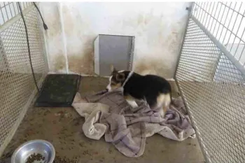 A dog living in a dirty enclosure at a puppy mill