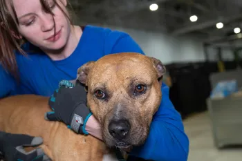 HSUS staff cares for dog at temp shelter