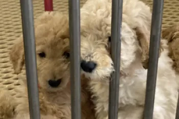 Puppies living in a small cage in a puppy mill