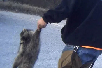 A man holds a dead raccoon
