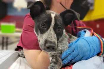 A dog is examined during a medical exam