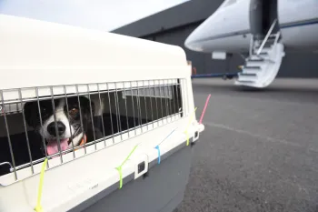 Dog in crate near airplane