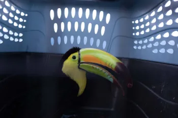 A toucan in an animal carrier