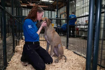 A person hugs a dog at a temporary shelter