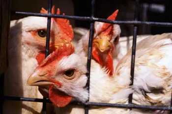 Chickens in a cage