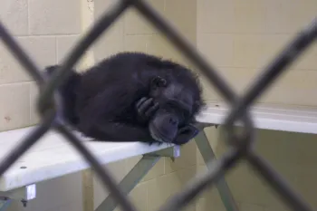 A chimpanzee in a cage