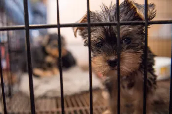 NC Puppy Mill Rescue