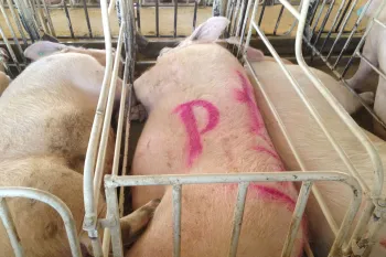 Pigs confined in cramped conditions at a breeding facility