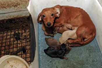 Mother dog huddles along side puppies in puppy mill