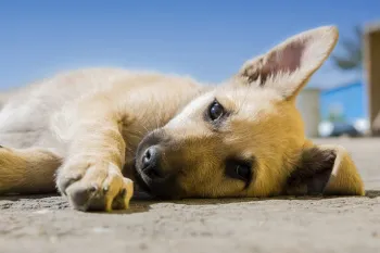 A dog laying down on the street