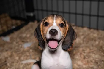 A puppy standing in an enclosure 