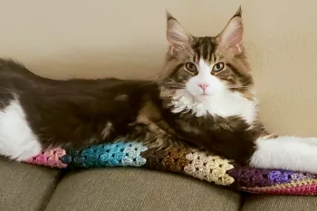 Gnocchi, a maine coon cat, is contentedly stretched out on a couch