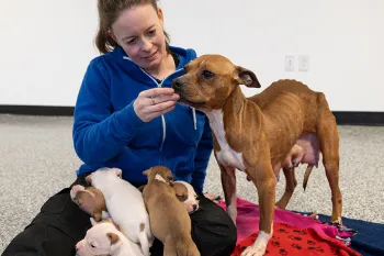 An HSUS staffer feeds a mother dog with her puppies