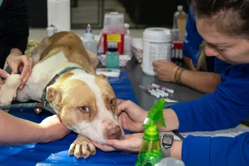 HSUS staff attend to a dog rescued from an alleged dogfighting operation