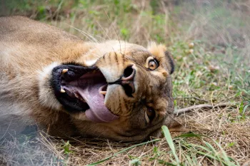 A lioness rolls around in her enclosure