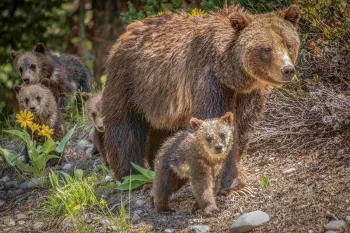 A grizzly bear walks with a group of cubs