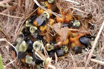 Bees building a home in an abandoned nest