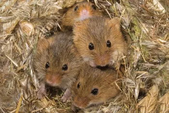 Mice nestle in their burrow, unknowingly preparing a cozy home that might welcome buzzing pollinators.