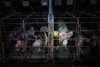 Pigs confined in cramped spaces