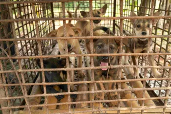 Puppies in a cage at a dog fattening facility