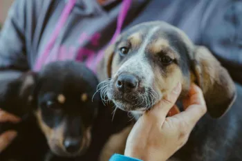 A person holds a dog