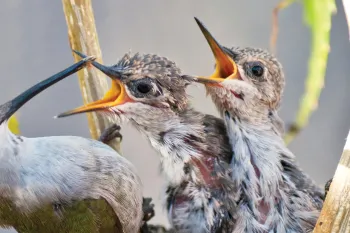 Hummingbird feeds her babies