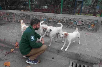 A man greets a group of dogs on the street