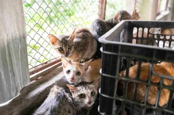 A group of cats await rescue at a fattening farm