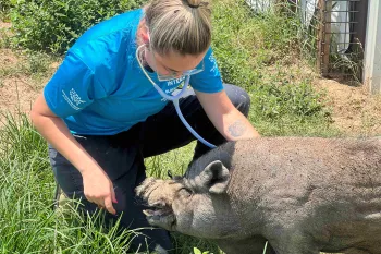 A woman uses a stethoscope to listen to a pig's heart rate