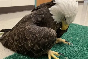 Bald eagle suffering from lead poisoning