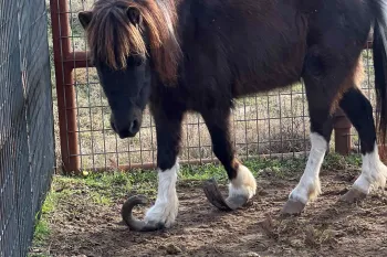 Mini horse with curled hooves