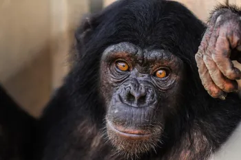 A chimp stares into the camera