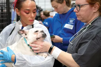 A French bulldog being held by a temporary shelter staff worker.