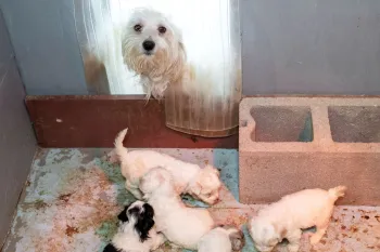 Mother dog and her puppies at a puppy mill