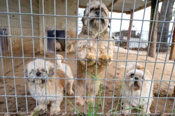 Three dogs behind fence at puppy mill