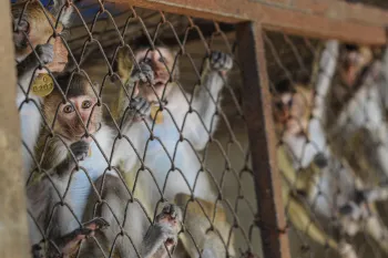 A group of macaques in a cage at a breeding facility