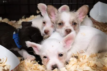 Puppies snuggling at the temporary shelter