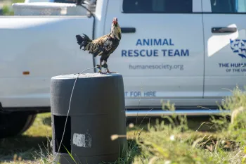 A rooster stands atop a barrel