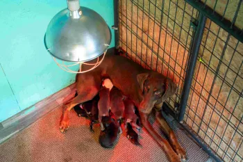 A mother dog with a litter of nursing puppies