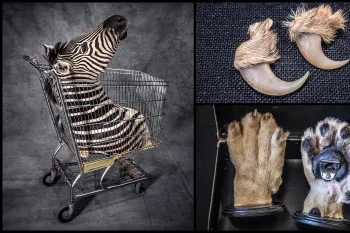 Collage of photographs featuring objects made from trophy hunting