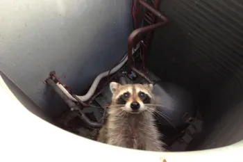 Raccoon in an air conditioner