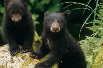 Two bear cubs in the wild